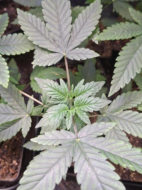 Lazer Wolf BX. Week 4