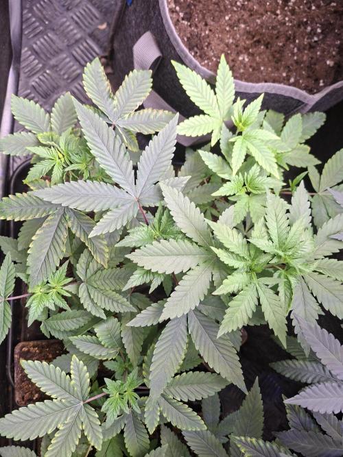 Lazer Wolf BX. Week 4