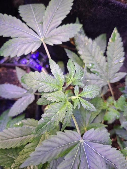 Lazer Wolf BX. Week 5