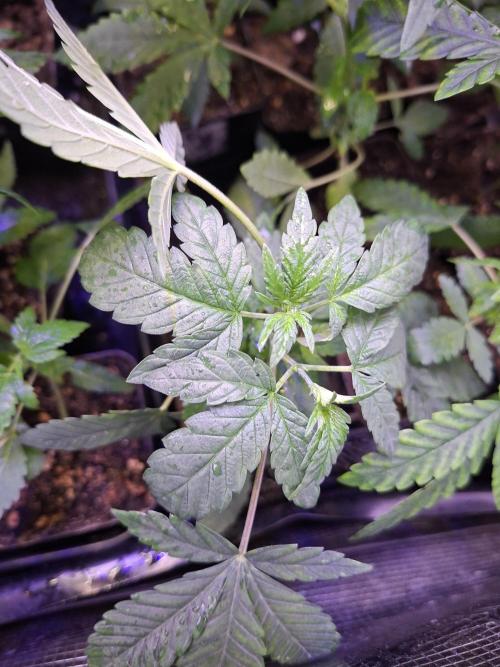 Lazer Wolf BX. Week 5