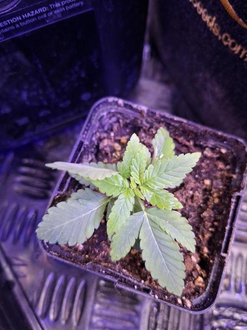 Lazer Wolf BX. Week 5