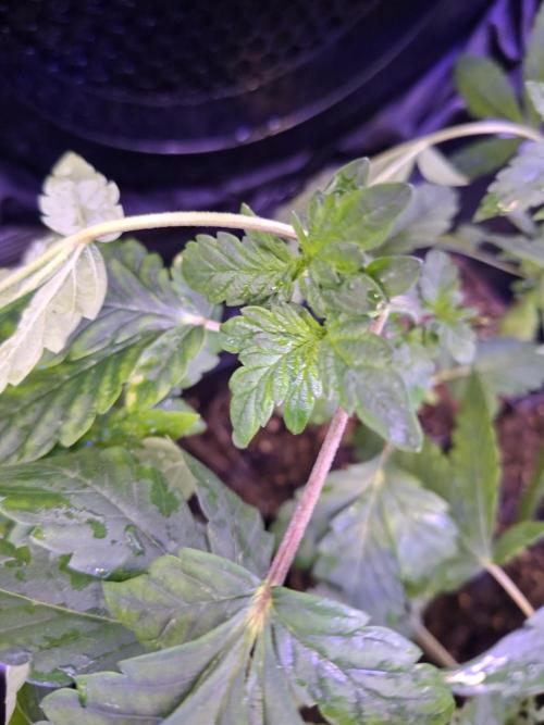 Cosmic Pop Rocks. Week 5