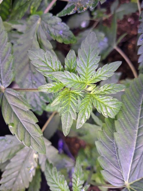 Cosmic Pop Rocks. Week 5
