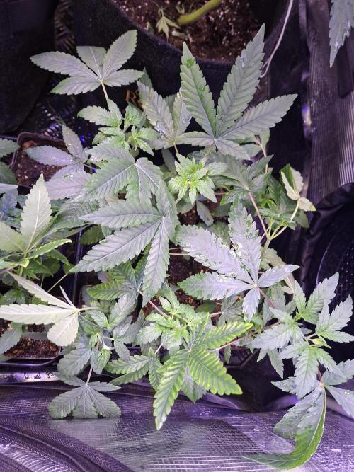 Cosmic Pop Rocks. Week 5