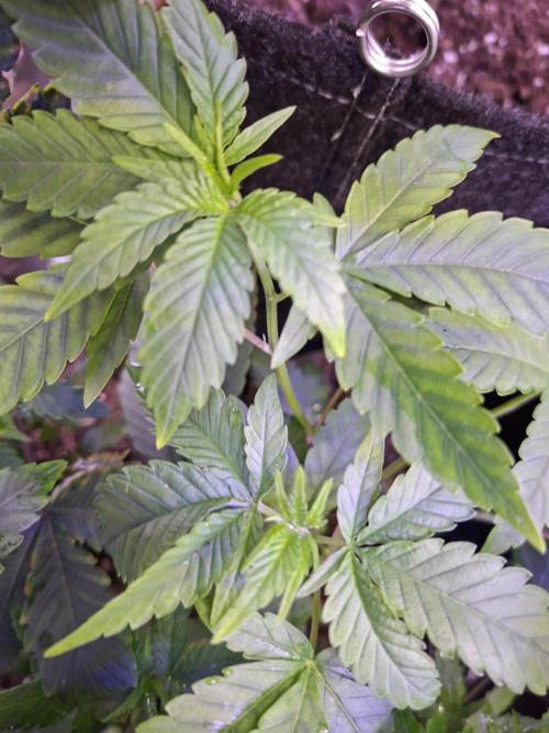 GMO x Sherb Crasher. Week 5