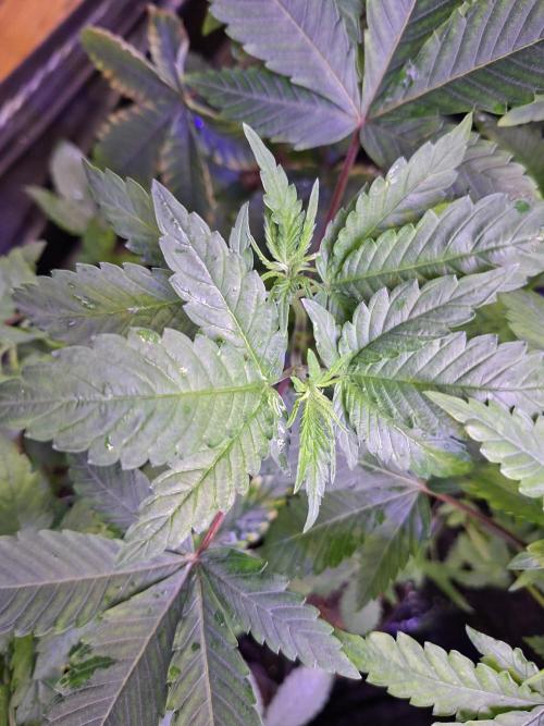 GMO x Sherb Crasher. Week 5
