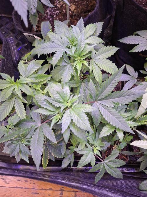 GMO x Sherb Crasher. Week 5