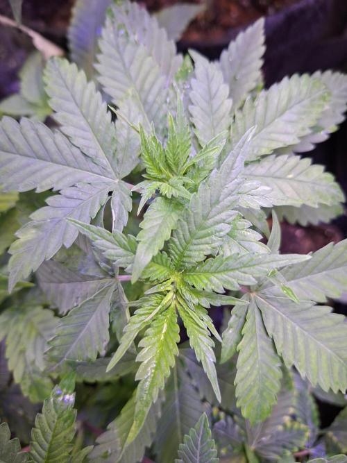 GMO x Sherb Crasher. Week 5