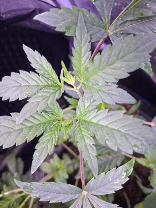 GMO x Sherb Crasher. Week 5