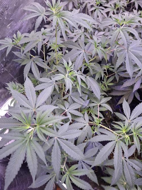 Pure MICHIGAN  BX. Week 7