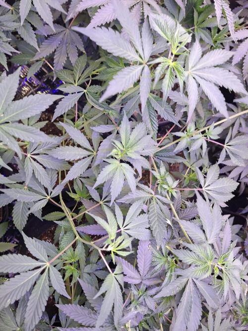 Pure MICHIGAN  BX. Week 7