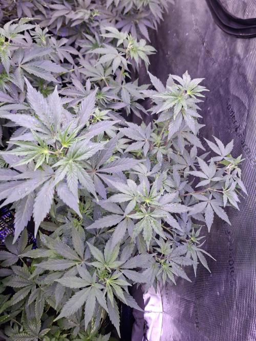Pure MICHIGAN  BX. Week 7