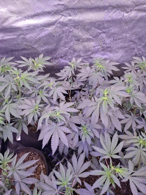 Rainbow Belts 3.0. Week 9