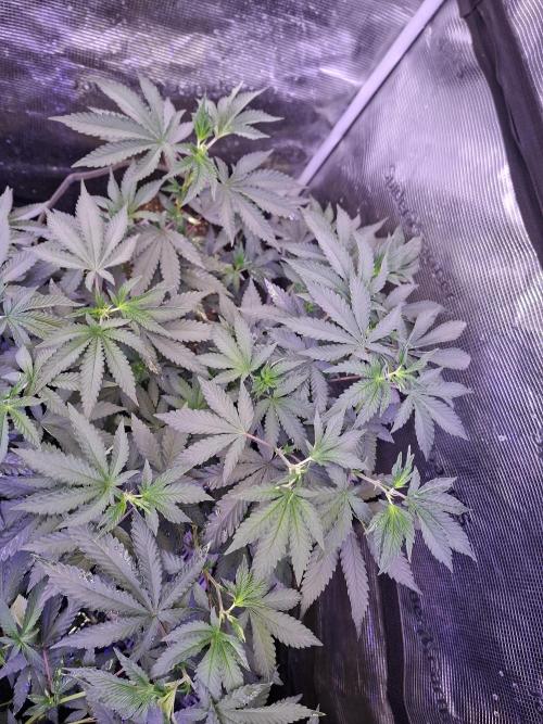 Rainbow Belts 3.0. Week 9