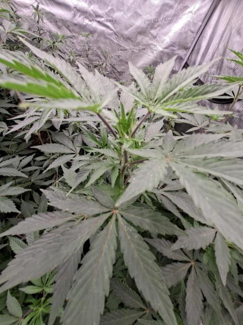 Pure MICHIGAN  BX. Week 7 - 11/09