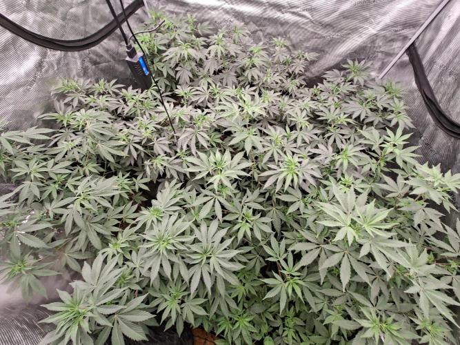Puremich BX Regular. Week 7