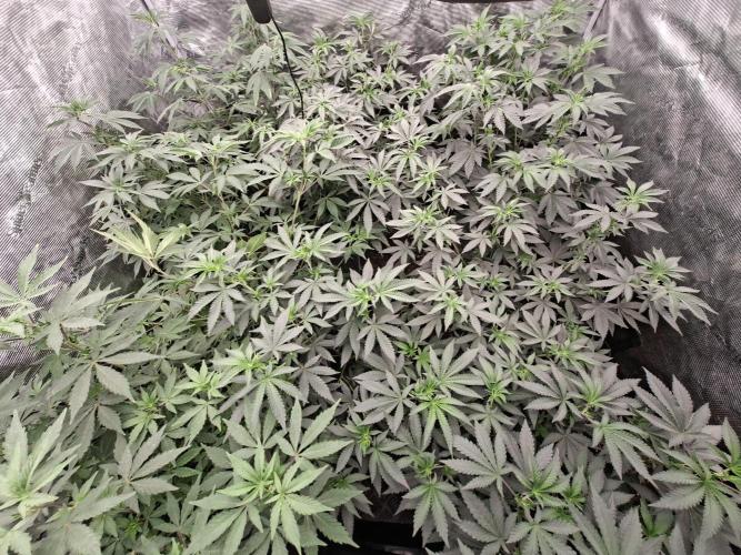 Grow Tent 5x5x6.5. Week 9