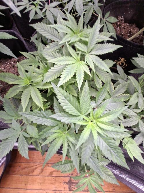 GMO x Sherb Crasher. Week 5 - 11/09