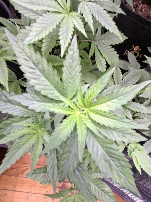 GMO x Sherb Crasher. Week 5 - 11/09