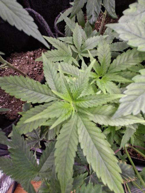 GMO x Sherb Crasher. Week 5 - 11/09