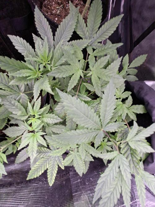 Cosmic Pop Rocks. Week 5