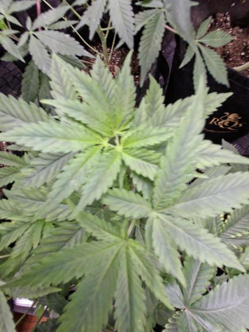 Cosmic Pop Rocks. Week 5