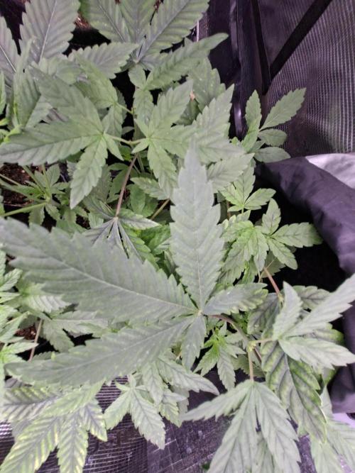 Cosmic Pop Rocks. Week 5