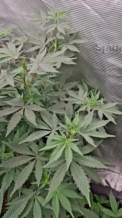 Grow Tent 5x5x6.5. Week 9