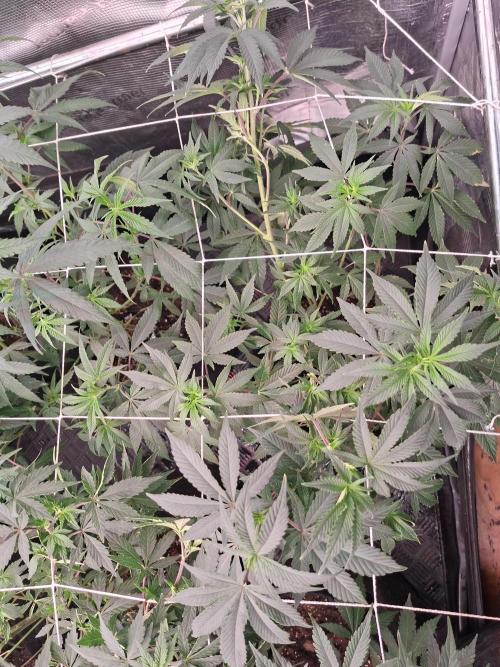 Pure MICHIGAN  BX. Week 8 - 13/09