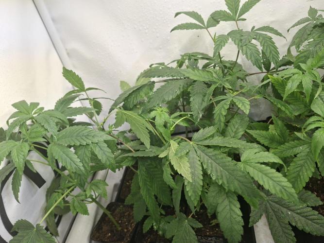GMO x Sherb Crasher. Week 6