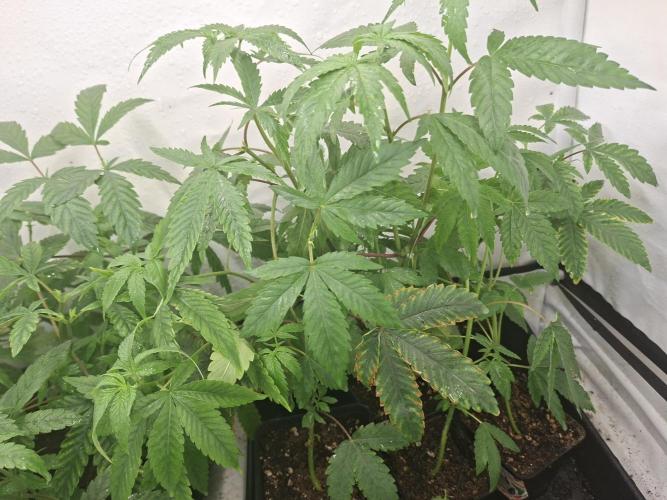 GMO x Sherb Crasher. Week 6