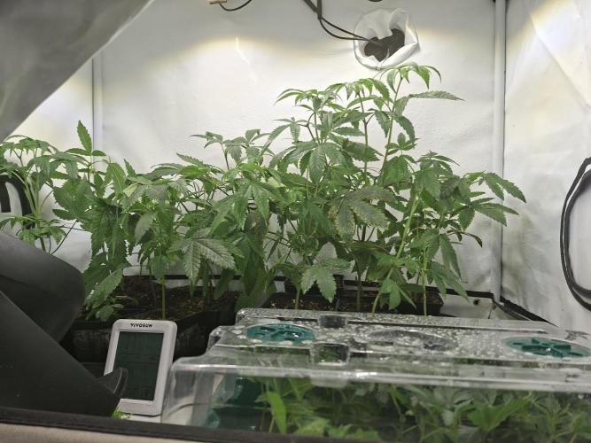 Cosmic Pop Rocks. Week 6