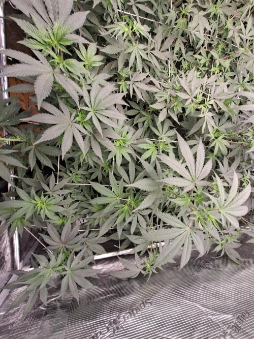Pure MICHIGAN  BX. Week 8 - 18/0[