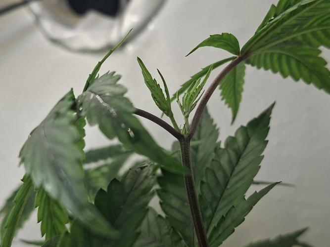 GMO x Sherb Crasher. Week 6 - 19/09