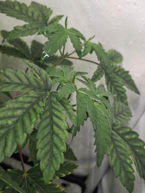 GMO x Sherb Crasher. Week 6 - 19/09