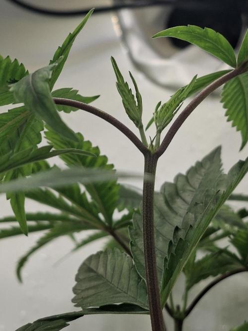 GMO x Sherb Crasher. Week 6 - 19/09