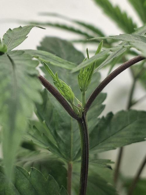 GMO x Sherb Crasher. Week 6 - 19/09