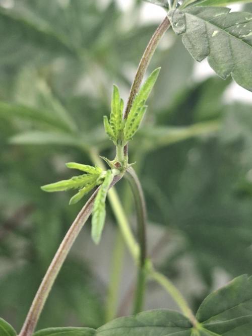 GMO x Sherb Crasher. Week 6 - 19/09