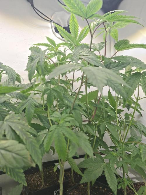 GMO x Sherb Crasher. Week 6 - 19/09