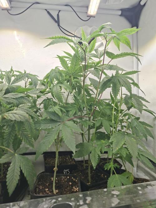 GMO x Sherb Crasher. Week 6 - 19/09
