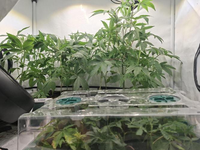 GMO x Sherb Crasher. Week 6 - 19/09