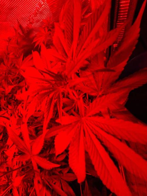 Pure MICHIGAN  BX. Week 9 - 22/09