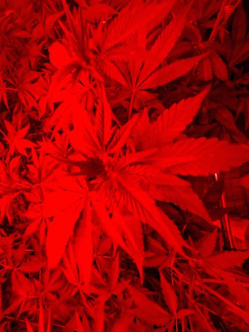 Grow Tent 5x5x6.5. Week 11