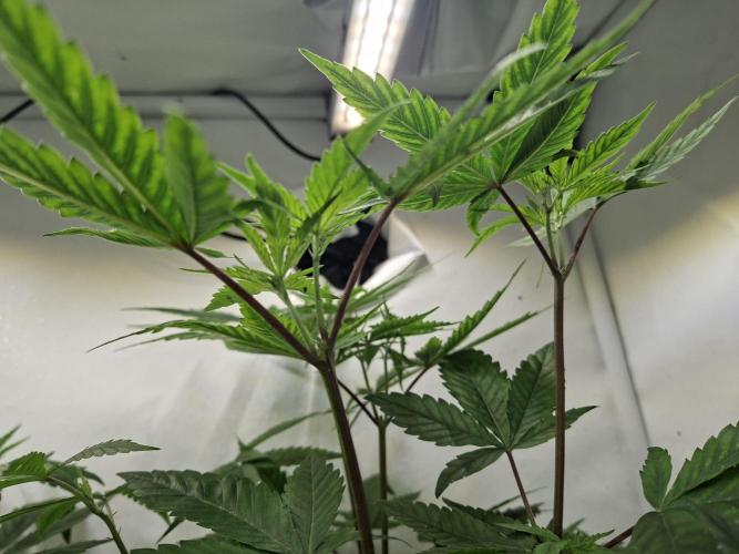 GMO x Sherb Crasher. Week 7