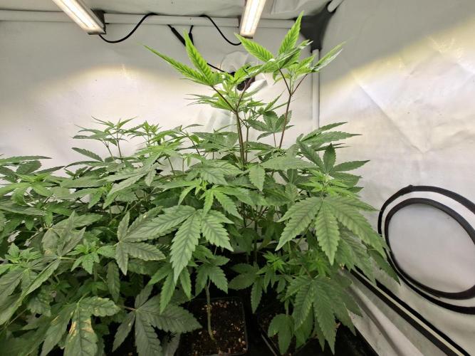 GMO x Sherb Crasher. Week 7