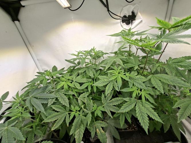 Cosmic Pop Rocks. Week 7