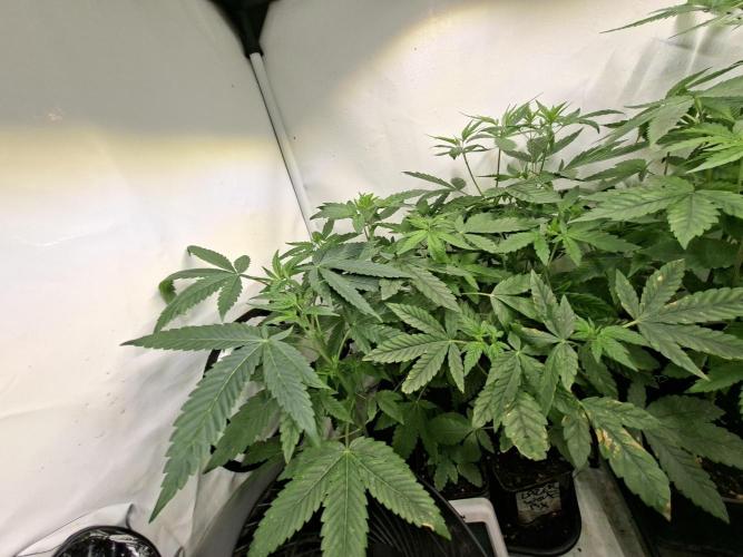 Lazer Wolf BX. Week 7