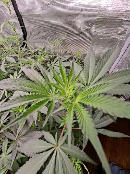 Pure MICHIGAN  BX. Week 9 - 25/09