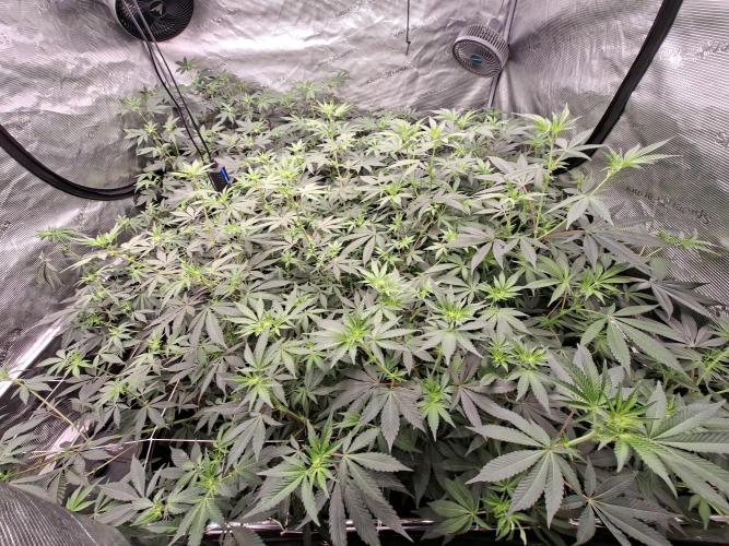 Pure MICHIGAN  BX. Week 9 - 25/09