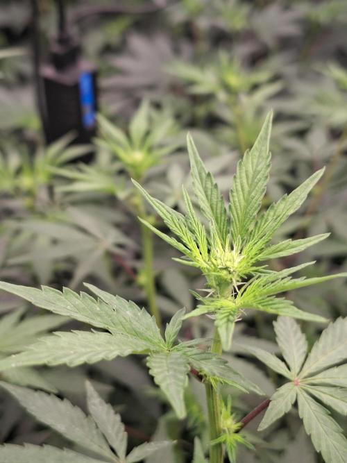 Pure MICHIGAN  BX. Week 9 - 25/09